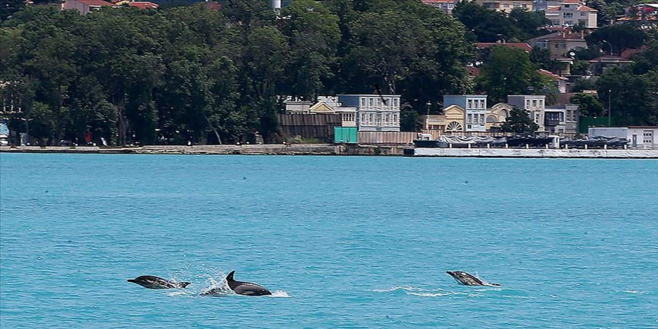 İlkbaharın Gelişiyle Yunusların İstanbul Boğazı'nda Görünürlüğü Arttı