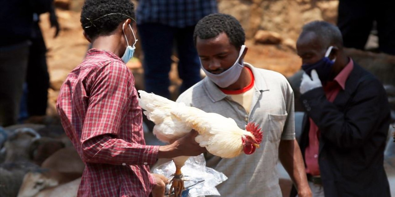 Dünya Sağlık Örgütünden Etiyopya İçin Sarı Humma Salgını Uyarısı