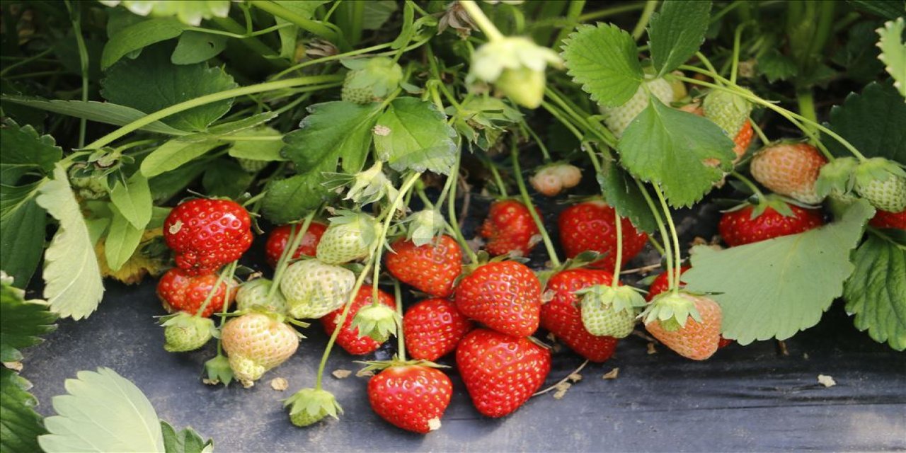 Manisa'nın Kula İlçesindeki Volkanik Arazi Çileğine Yoğun Talep