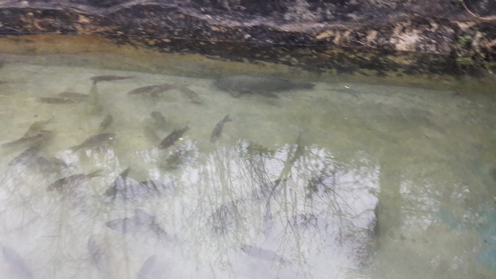 Altınapa'dan avlayıp, havuzunda stoklayınca cezayı yedi