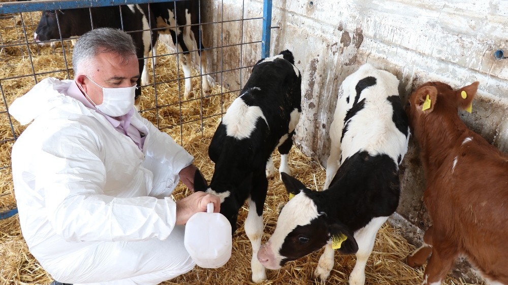 Hayvan üreticilerine destek ödemesi