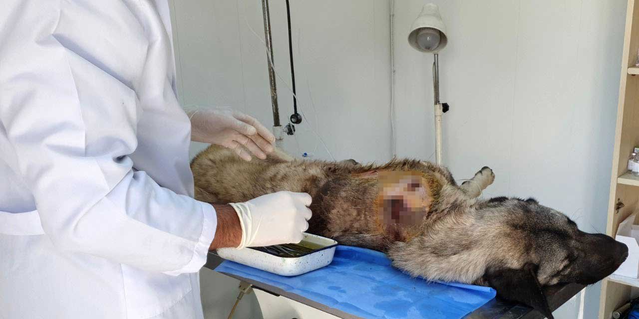 Bu nasıl bir olay? Kendi köpeğini vurdu