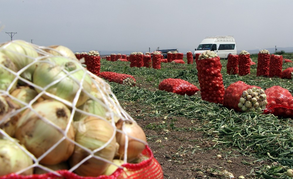 Hatay soğanları sofralarımıza doğru yola çıkıyor