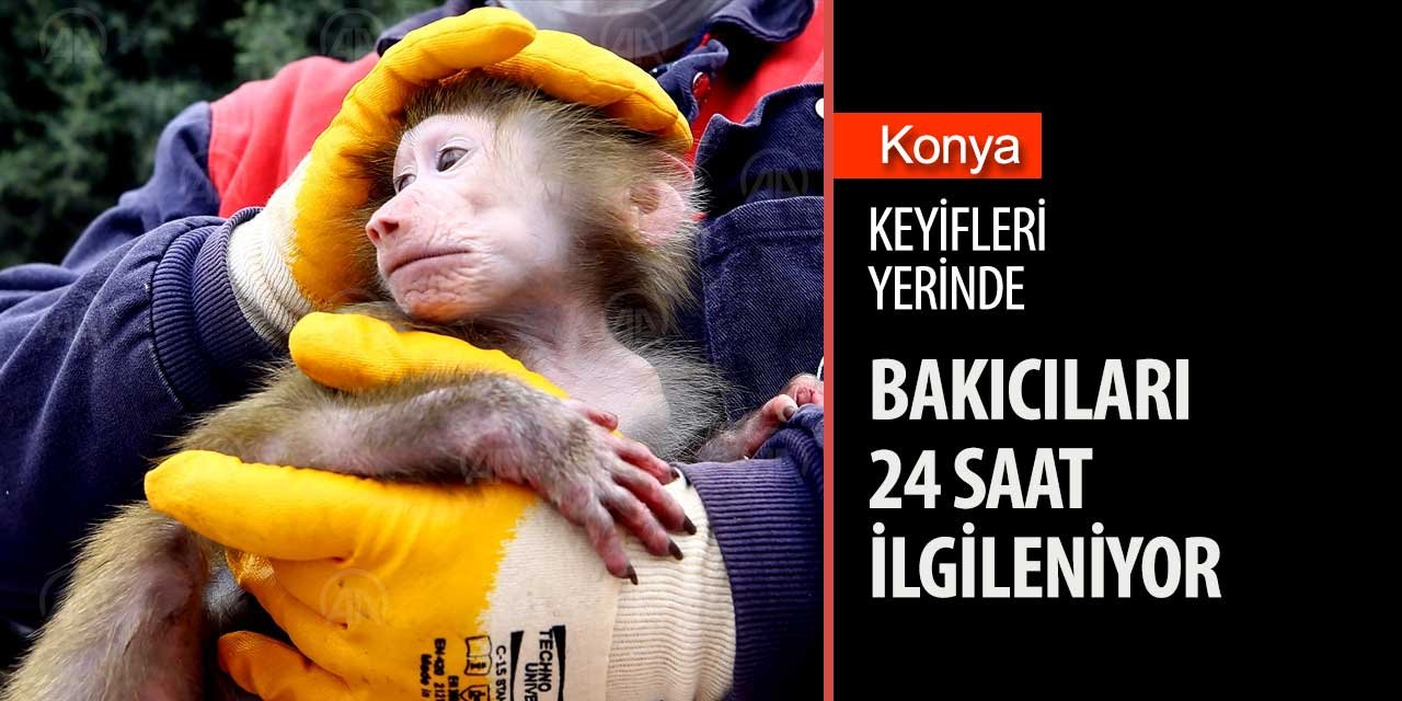 Konya Hayvanat Bahçesi sakinlerinin keyfi yerinde