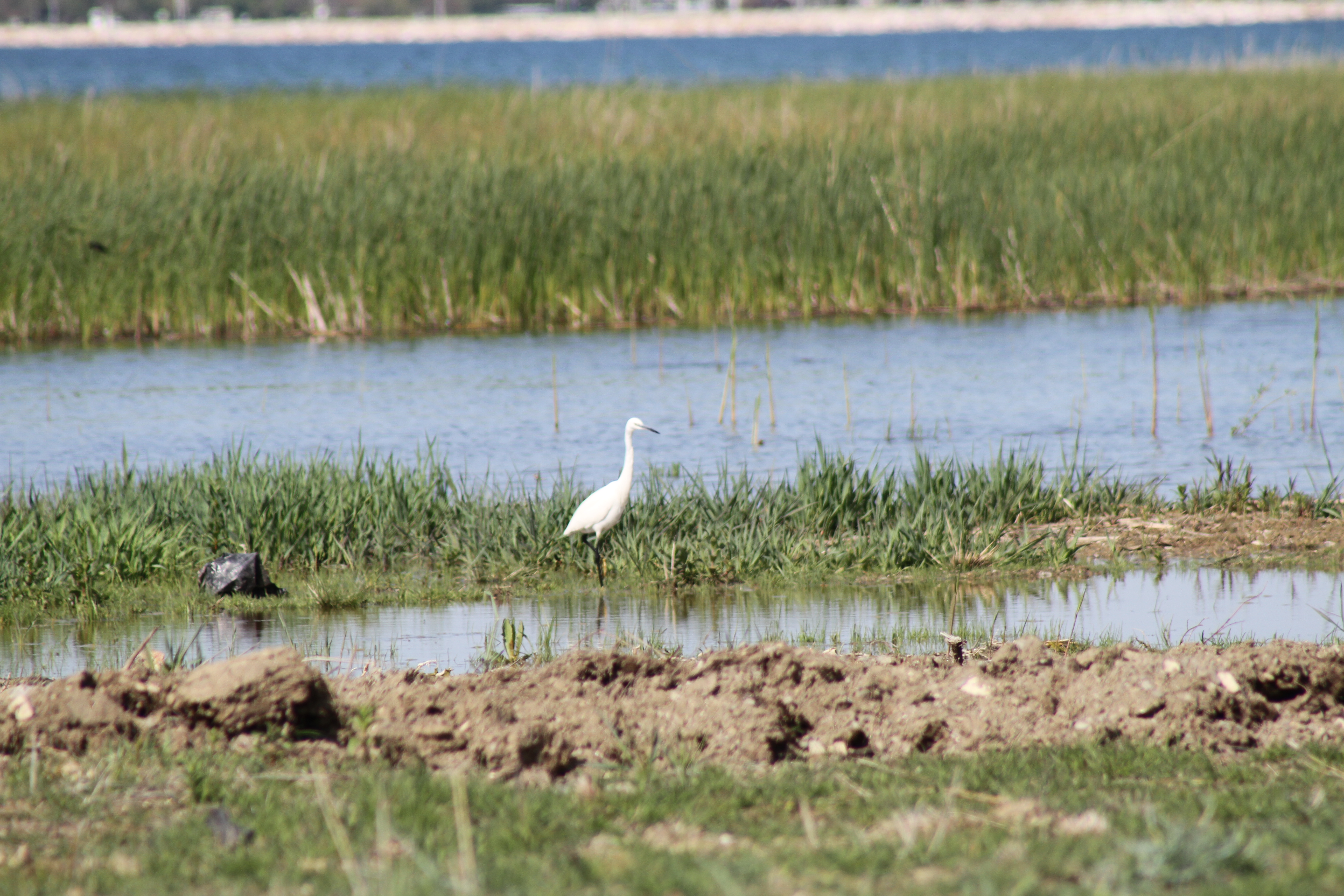 Beyşehir'in sessizliğinde kuş cıvıltıları yükseliyor