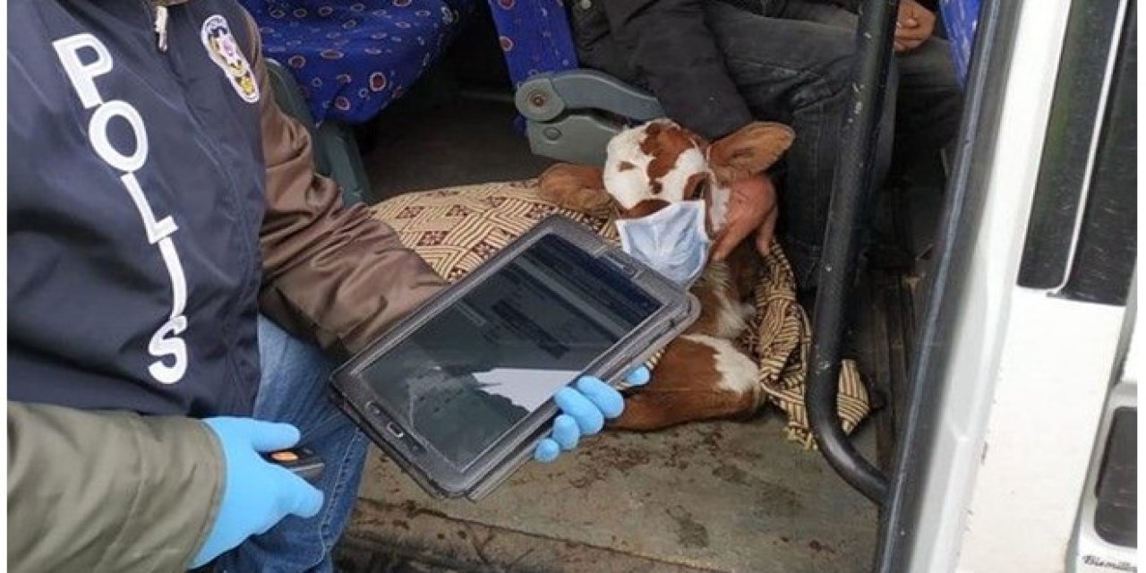 Buzağısına da maske giydirdi tedaviye götürdü