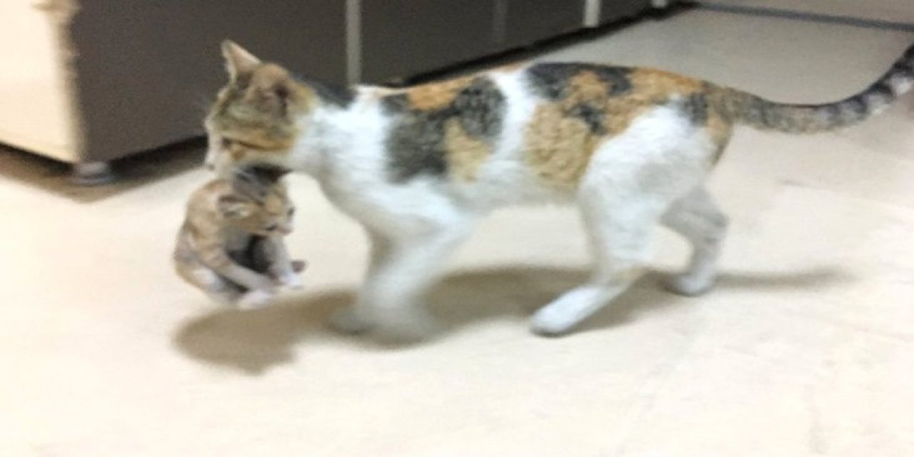 Hasta Yavrusunu Acile Getirdi