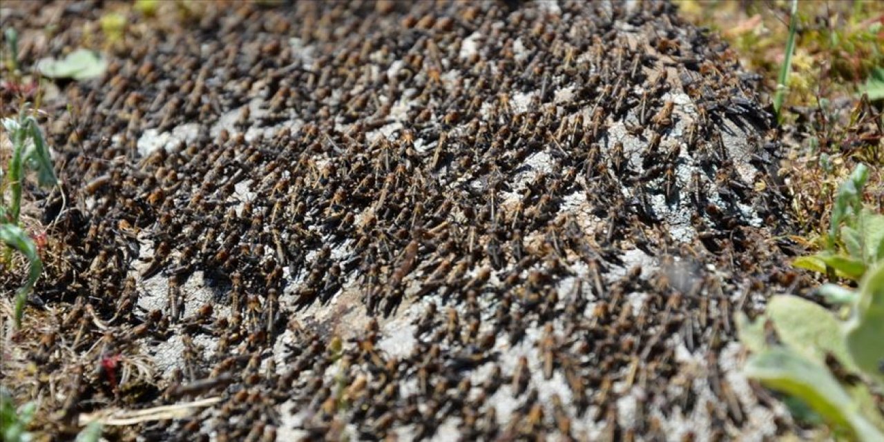 İran'ın güneyi çekirge istilasına teslim!