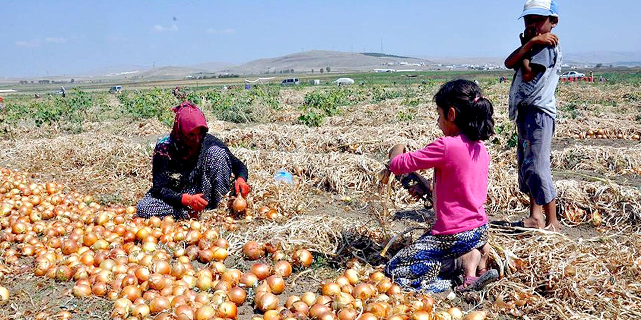 Soğan taze fasulyeyi solladı