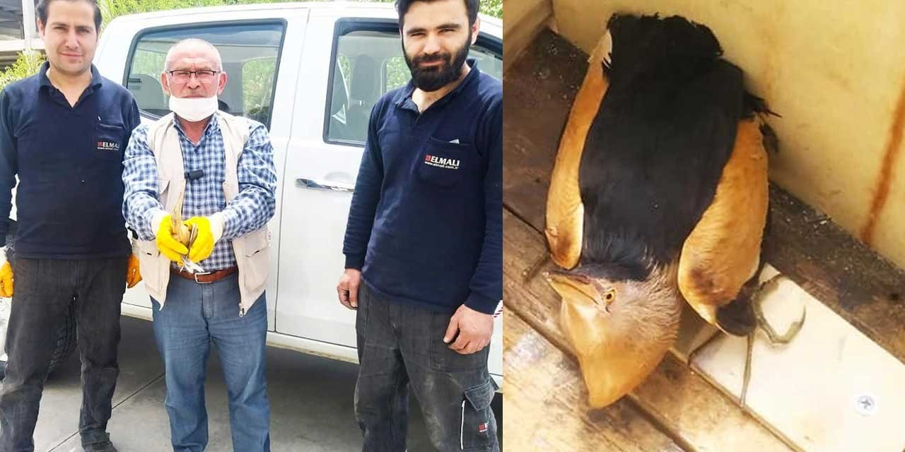 Konya'da yol kenarında balaban kuşu bulundu