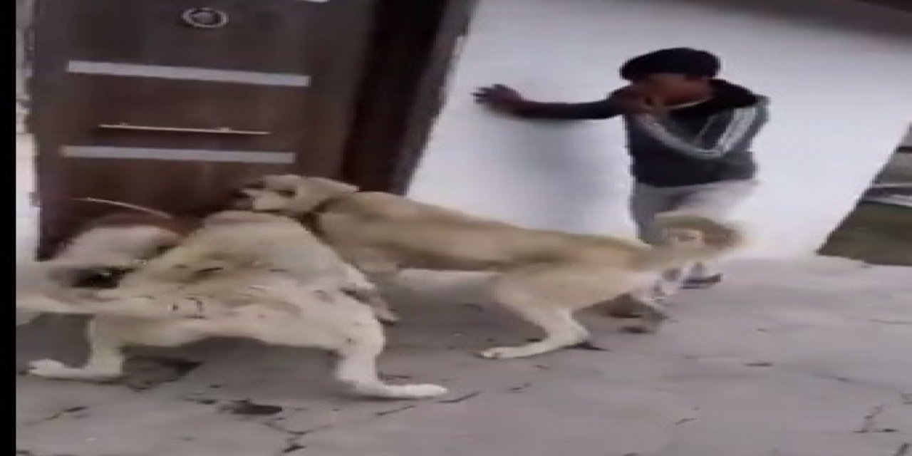 Erzurum'da Köpek Dövüştüren 2 kişi gözaltına alında