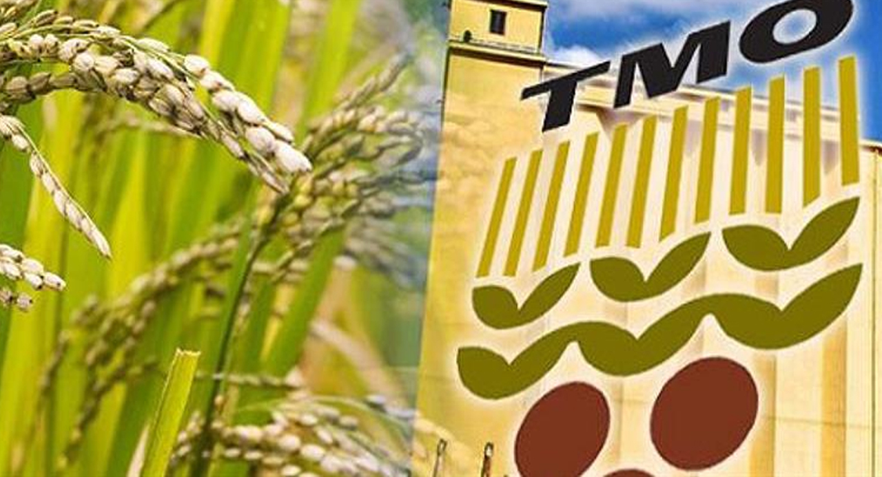 TMO 2020 hububat alım fiyatları ve şartlarını açıkladı!