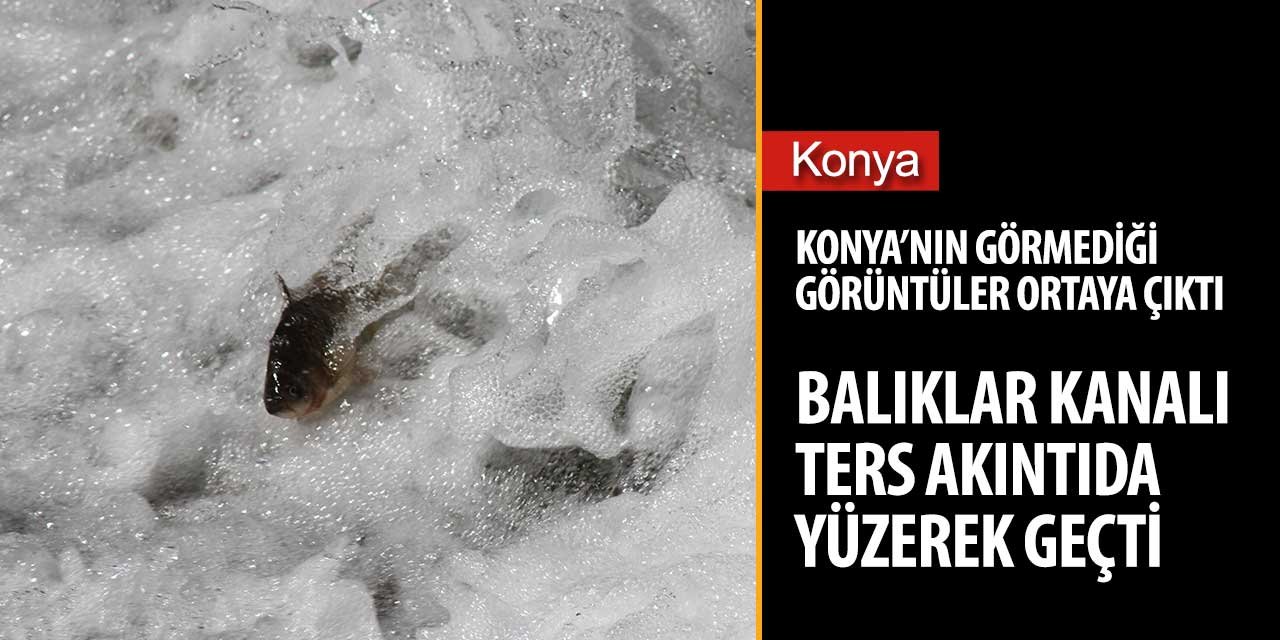 Beyşehir Gölü'nde balıklar ters akıntıya karşı yüzdü