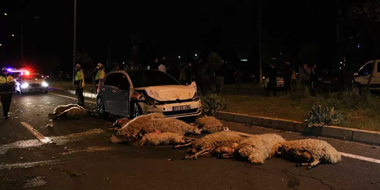 Elazığ'da Yarış Yüzünden 30 Koyun Telef Oldu