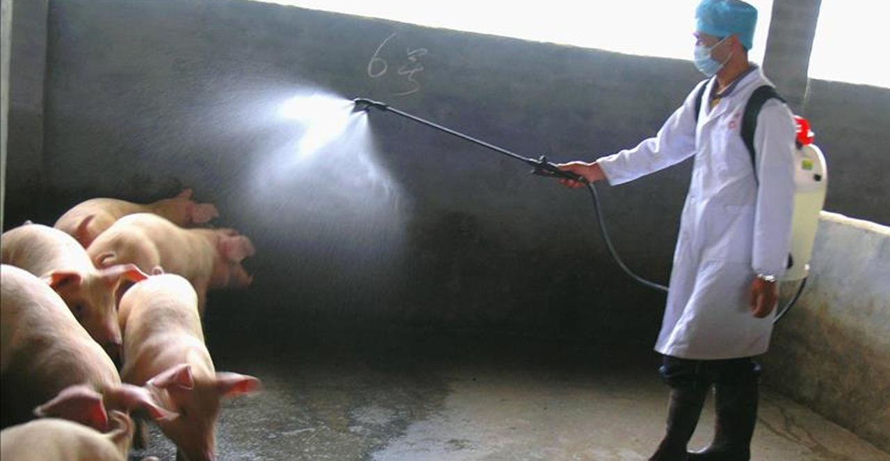 Milyonlarca domuz itlaf edilebilir! Helal ette sıkıntı yok