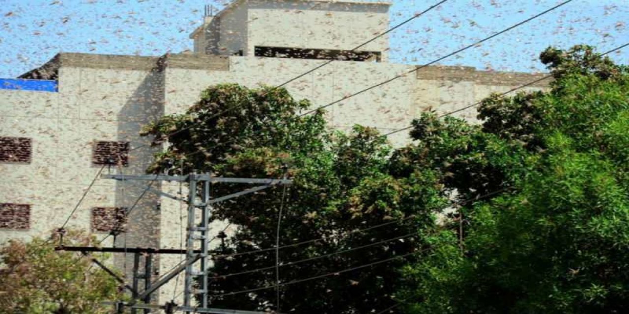 Türkiye koronavirüste olduğu gibi çekirge istilasında da yardım eli uzattı