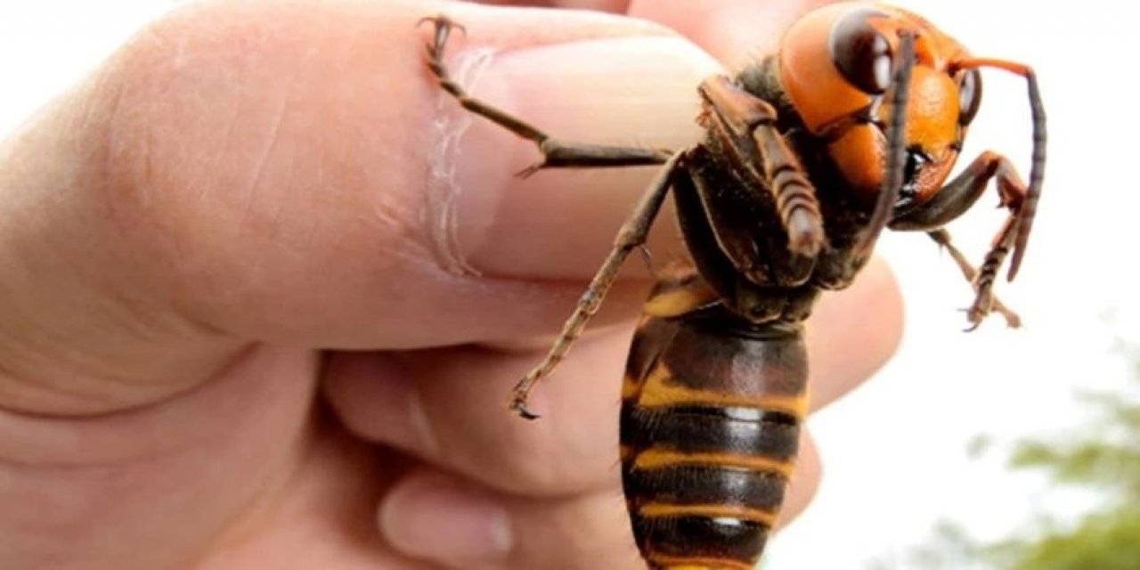 Şimdi De "Dev Arılar" 2020 Daha Kötü Olamazdı