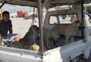 Köpek getir, 10 TL götür