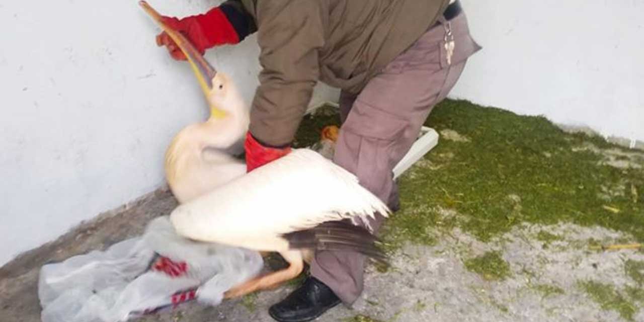 Yaralı pelikan Konya'da tedavi altına alındı