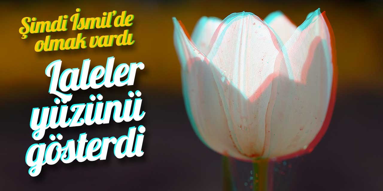 İsmil'in laleleri dünyanın bahçelerini süslüyor