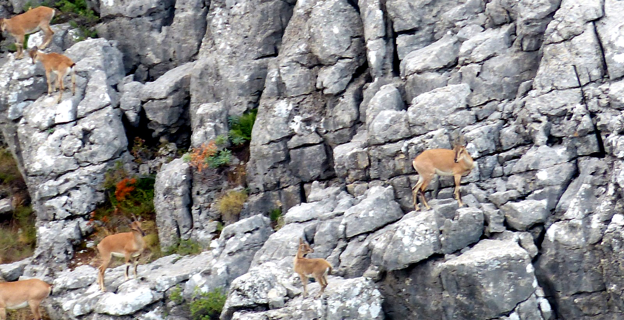 Nesli tükenmekte olan dağ keçileri Konya'da koruma altında