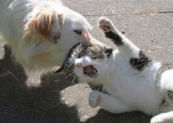 25 kediyi köpeklere yem ettiler