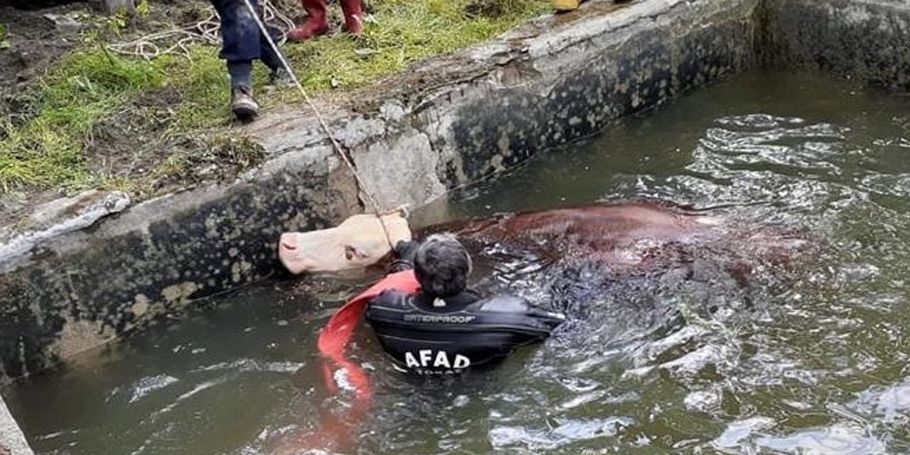 Havuza düşen ineğin imdadına AFAD dalgıçları yetişti