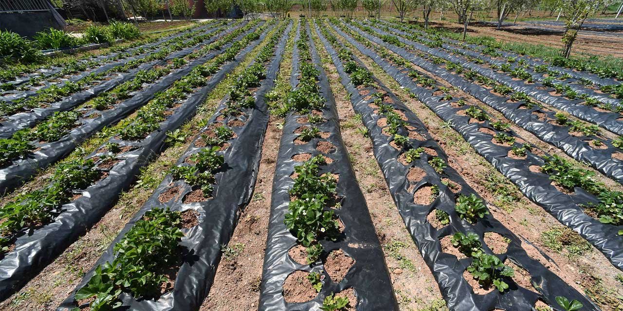 Organik çileğin başkenti Konya Derebucak