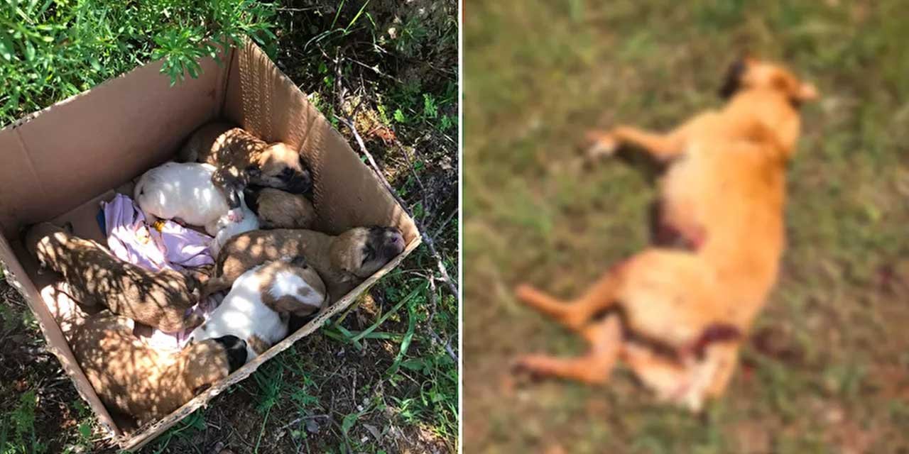 Yavruları Olan Köpeği Tüfekle Vurdu