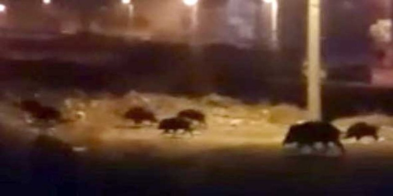 Konya Meram'da Yaban Domuzları Görüldü