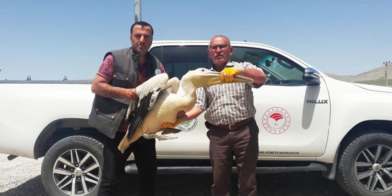 Konya'da bulunan yaralı pelikan koruma altınd