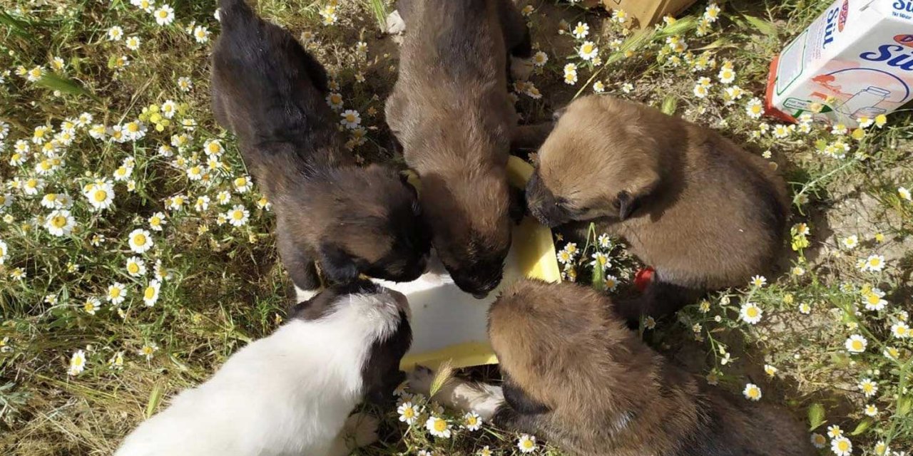 Konya İtfaiyesi Yavru Köpekler İçin Seferber Oldu