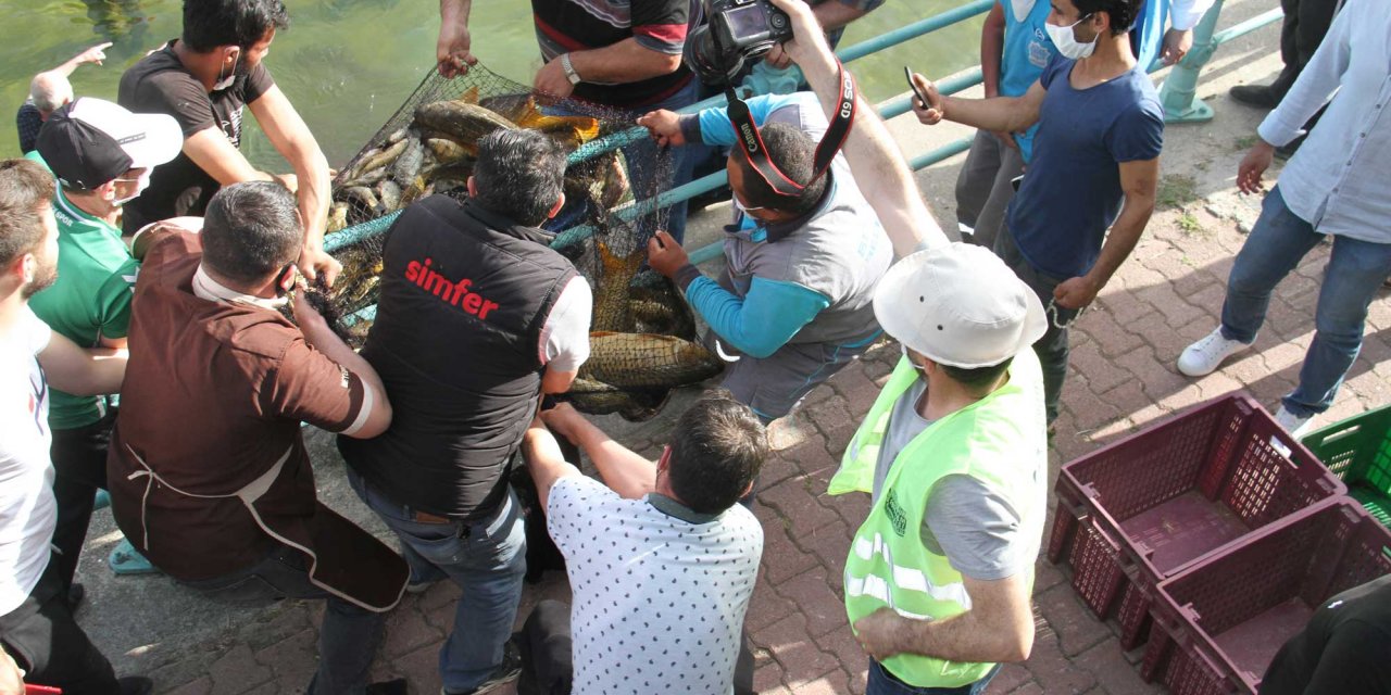 Sazan Balıkları Kanaldan Toplandı
