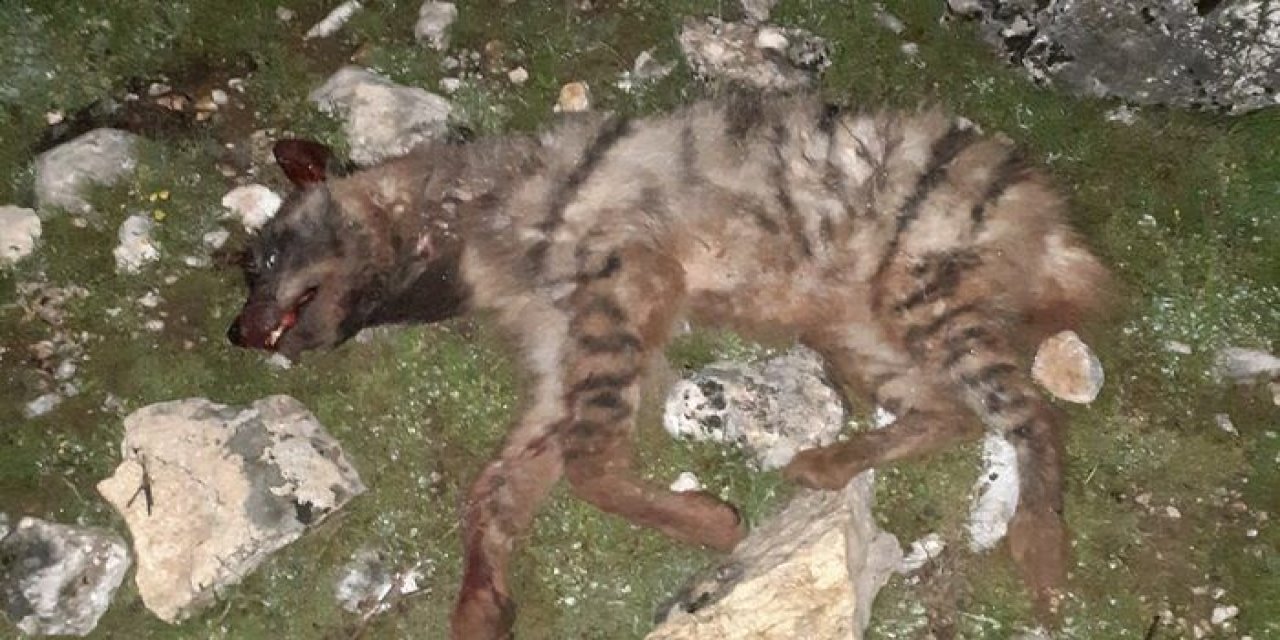 Amacı Yemek Bulmaktı, Onlar İşkence Ederek Öldürdüler