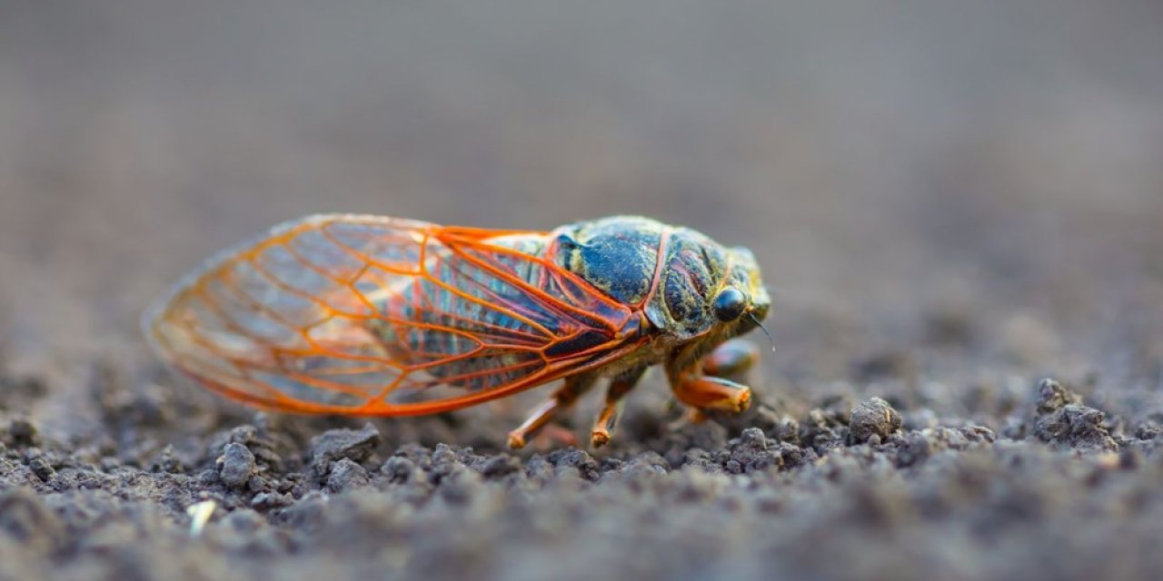 ABD'nin burnu pislikten çıkmıyor