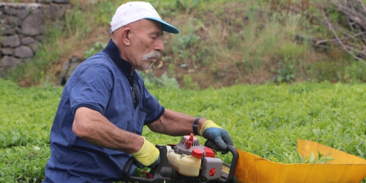 Çay toplarken bu görüntüler olmayacak