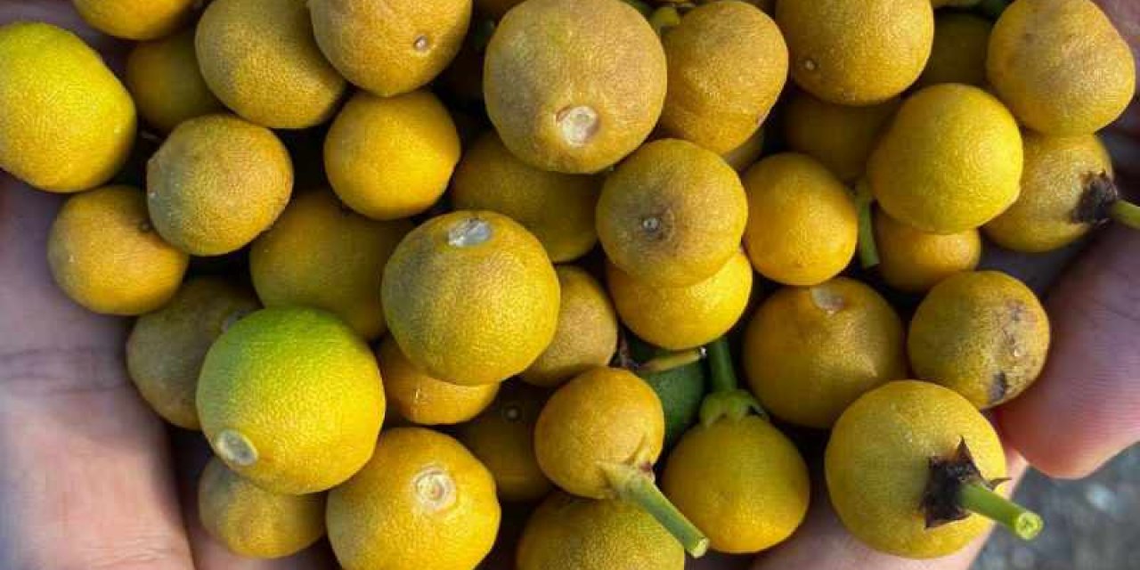 Bu yıl C vitaminini oldukça pahalı yiyebiliriz