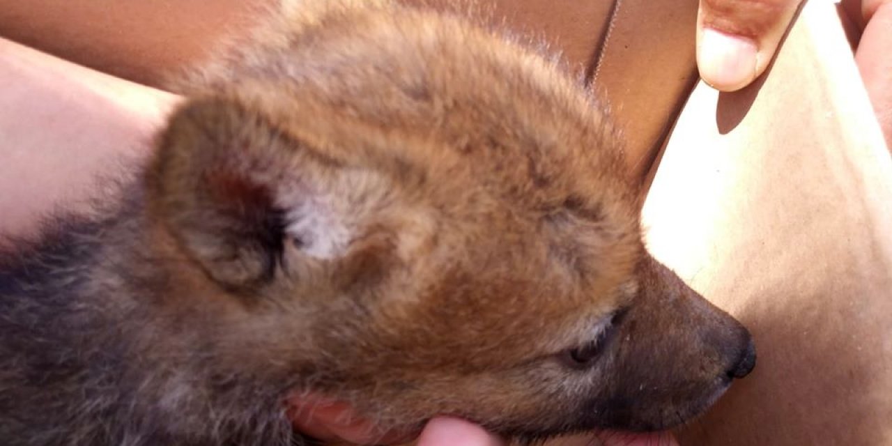 Konya'da Yavru Kurt Bulundu