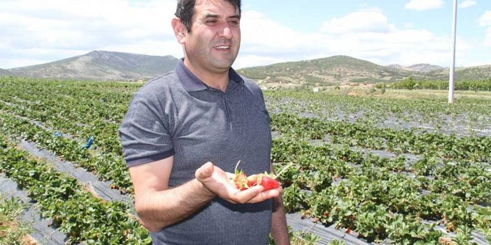 Konyalı çilek üreticileri ürünlerde böcek olmadığını bakın nasıl kanıtladı