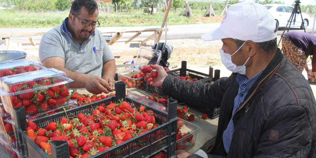 Sezon açıldı çilek rekor kırdı