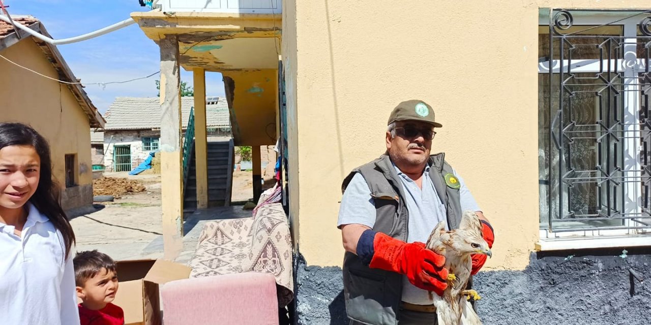 Konya'da bulunan yaralı şahin tedavi altına alındı