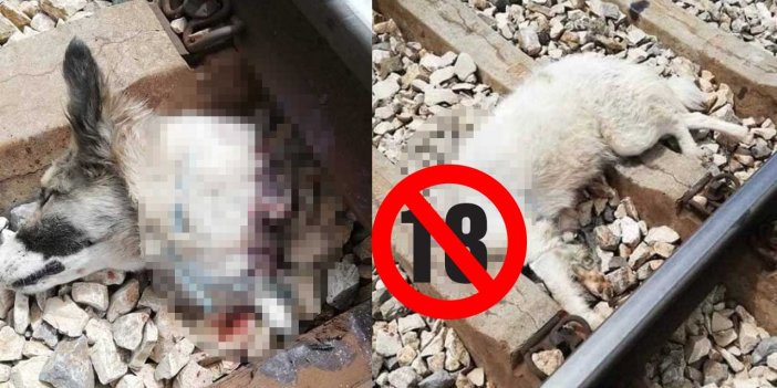 Raylara köpek bağlama olayını Konya’ya mal ettiler! Korkunç görüntüler