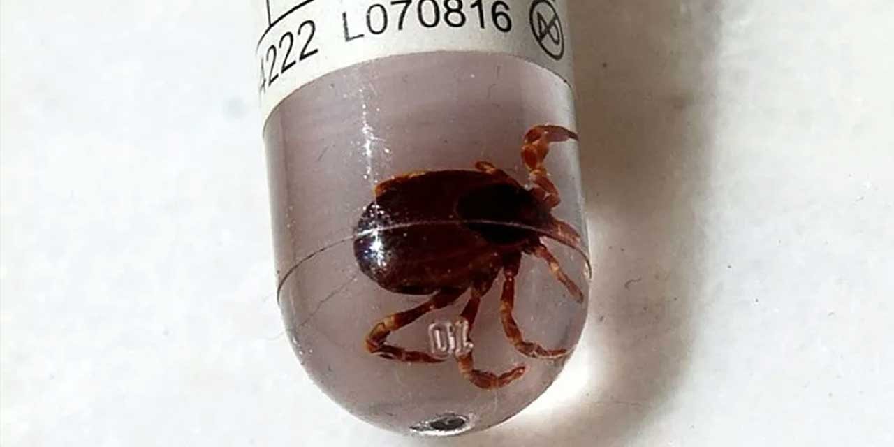 Koronavirüsten Daha Ölümcül