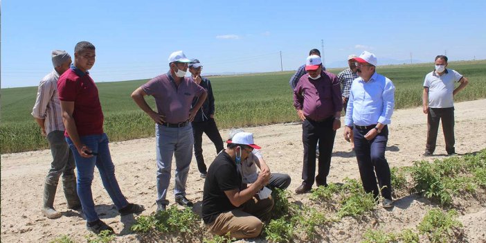 Dolunun vurduğu Konya'da tarlalarda zararın ne kadar olduğu anlaşılmaya çalışılıyor
