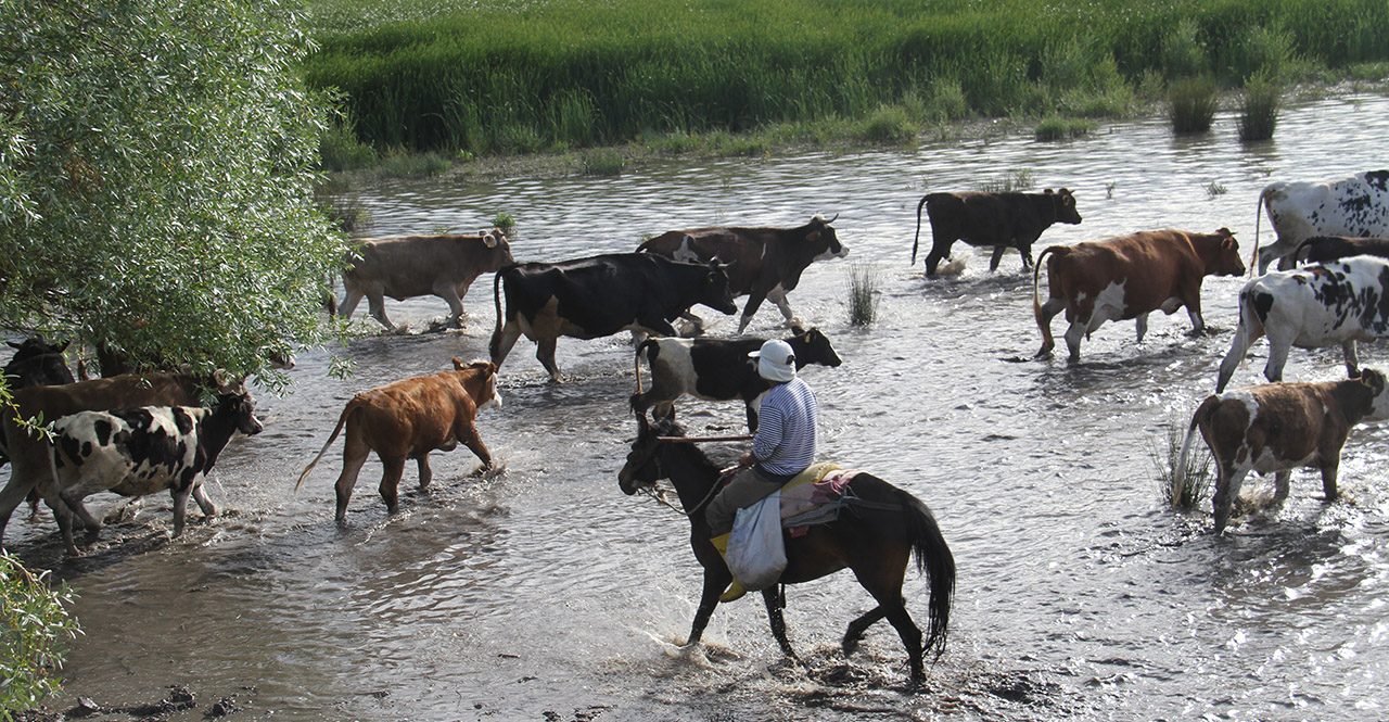 Konya'nın sıra dışı çobanları