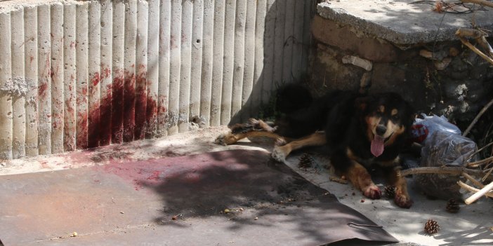 Konya İtfaiyesi bir canı daha kurtardı