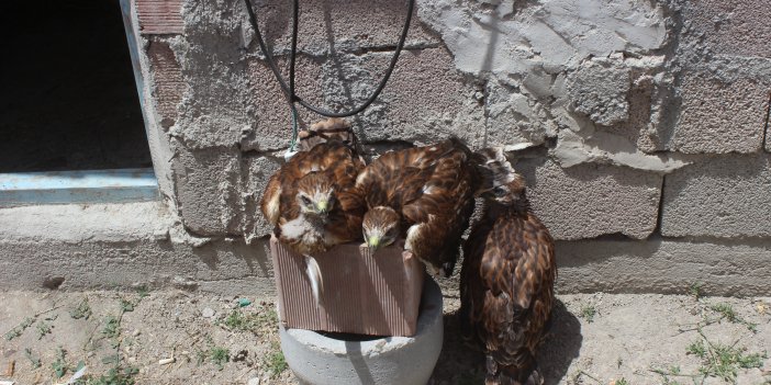 Konya'nın göğünün 3 bekçisi koruma altına alındı