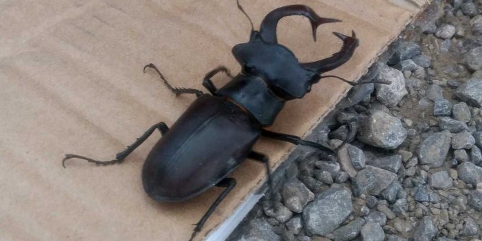 Konya'da bu böcekle karşılaşırsanız sakın öldürmeyin! Servet değerinde