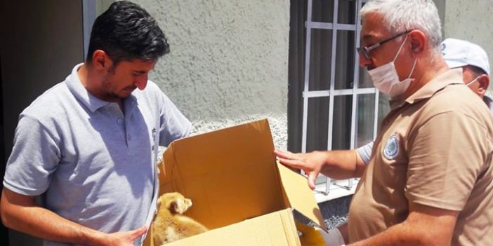 Konya'da vatandaşlar yaralı tilkiyi yetkililere teslim etti