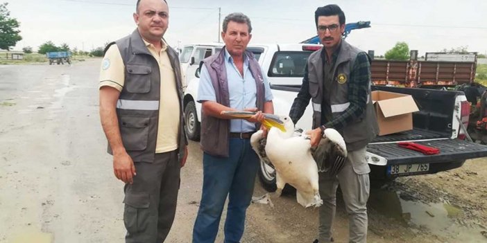 Konya'da yolunu şaşıran yaban hayvanları vatandaşların güvenli ellerinde tedavi oluyor